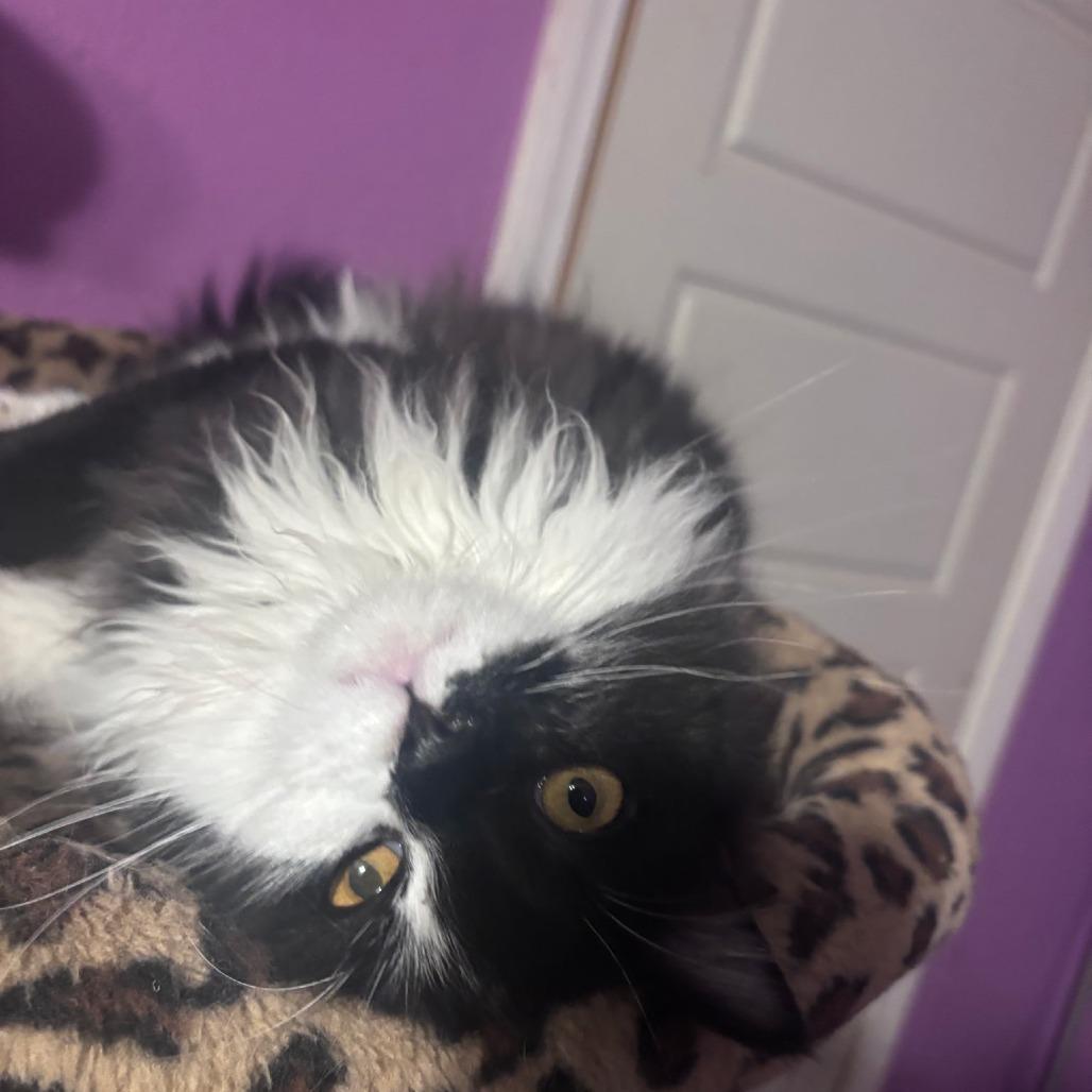 Enlarge Ruvela, a Adoptable Domestic Long Hair in Calimesa, CA image 1/2