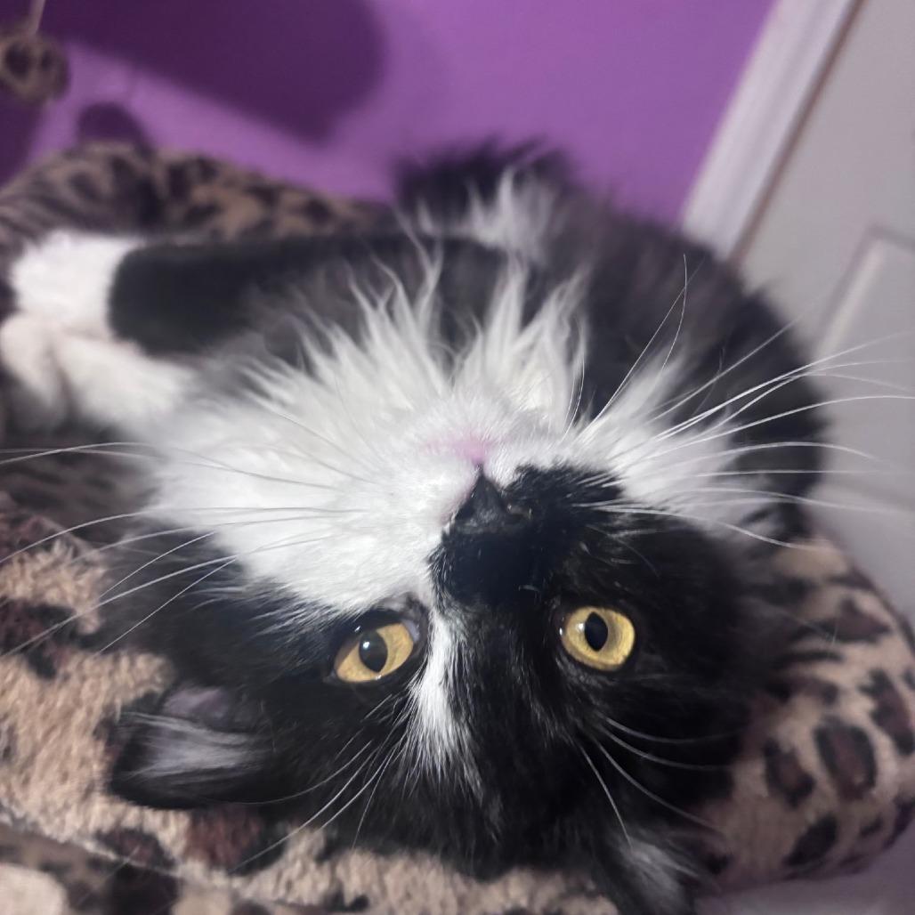 Enlarge Ruvela, a Adoptable Domestic Long Hair in Calimesa, CA image 2/2