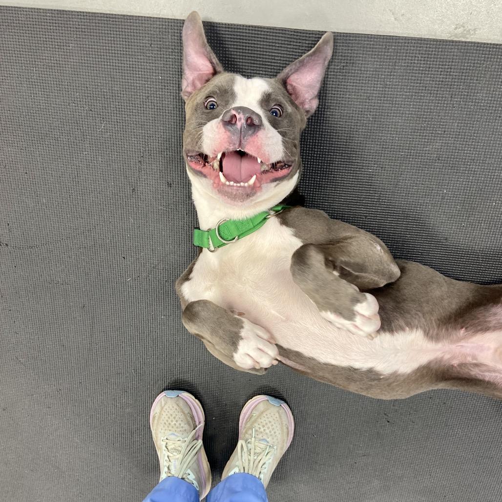 Enlarge Boo Boo, a Adoptable Mixed Breed in Westhampton, NY image 1/6