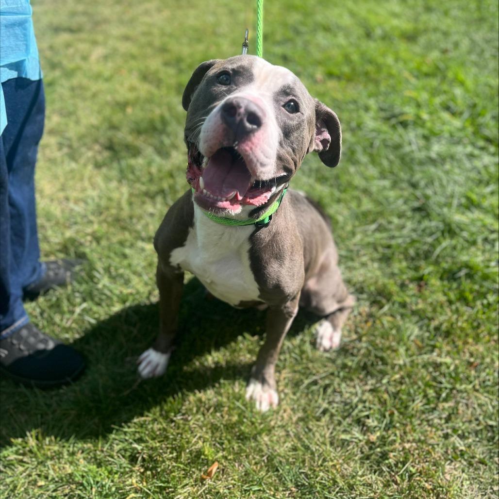 Enlarge Boo Boo, a Adoptable Mixed Breed in Westhampton, NY image 1/6