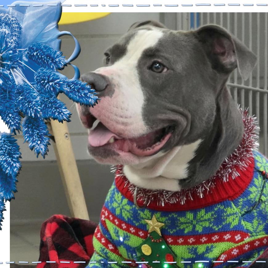 Enlarge Boo Boo, a Adoptable Mixed Breed in Westhampton, NY image 2/6