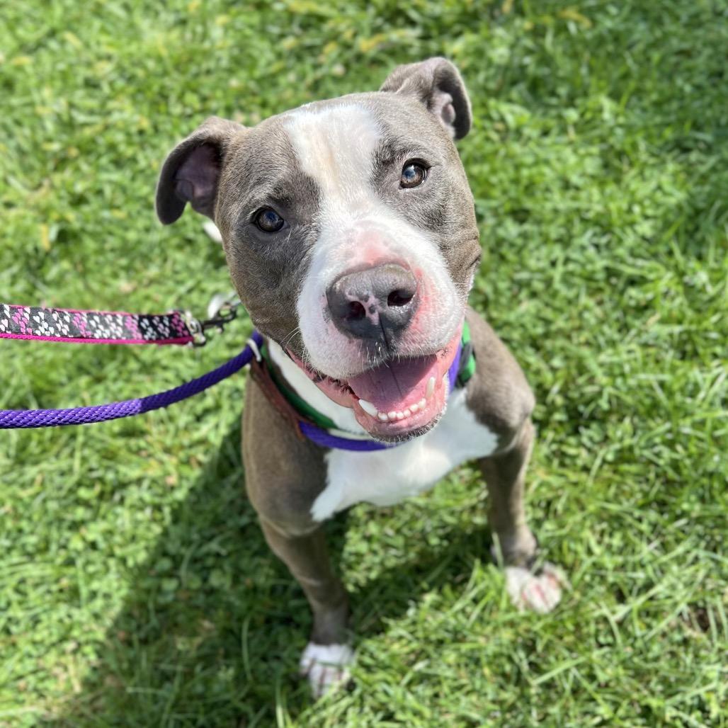 Enlarge Boo Boo, a Adoptable Mixed Breed in Westhampton, NY image 2/6