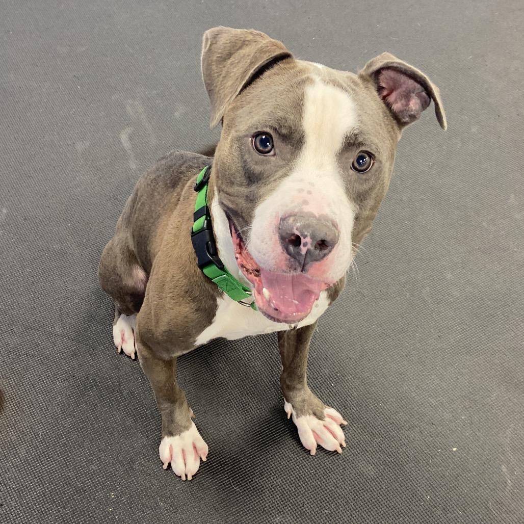 Enlarge Boo Boo, a Adoptable Mixed Breed in Westhampton, NY image 3/6