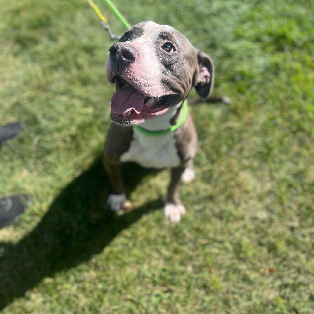 Enlarge Boo Boo, a Adoptable Mixed Breed in Westhampton, NY image 4/6
