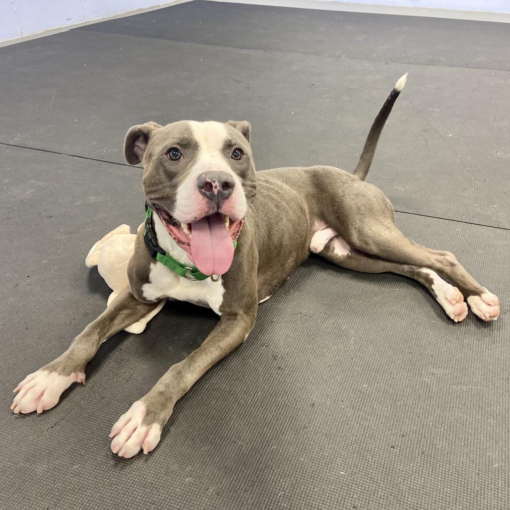 Enlarge Boo Boo, a Adoptable Mixed Breed in Westhampton, NY image 3/6