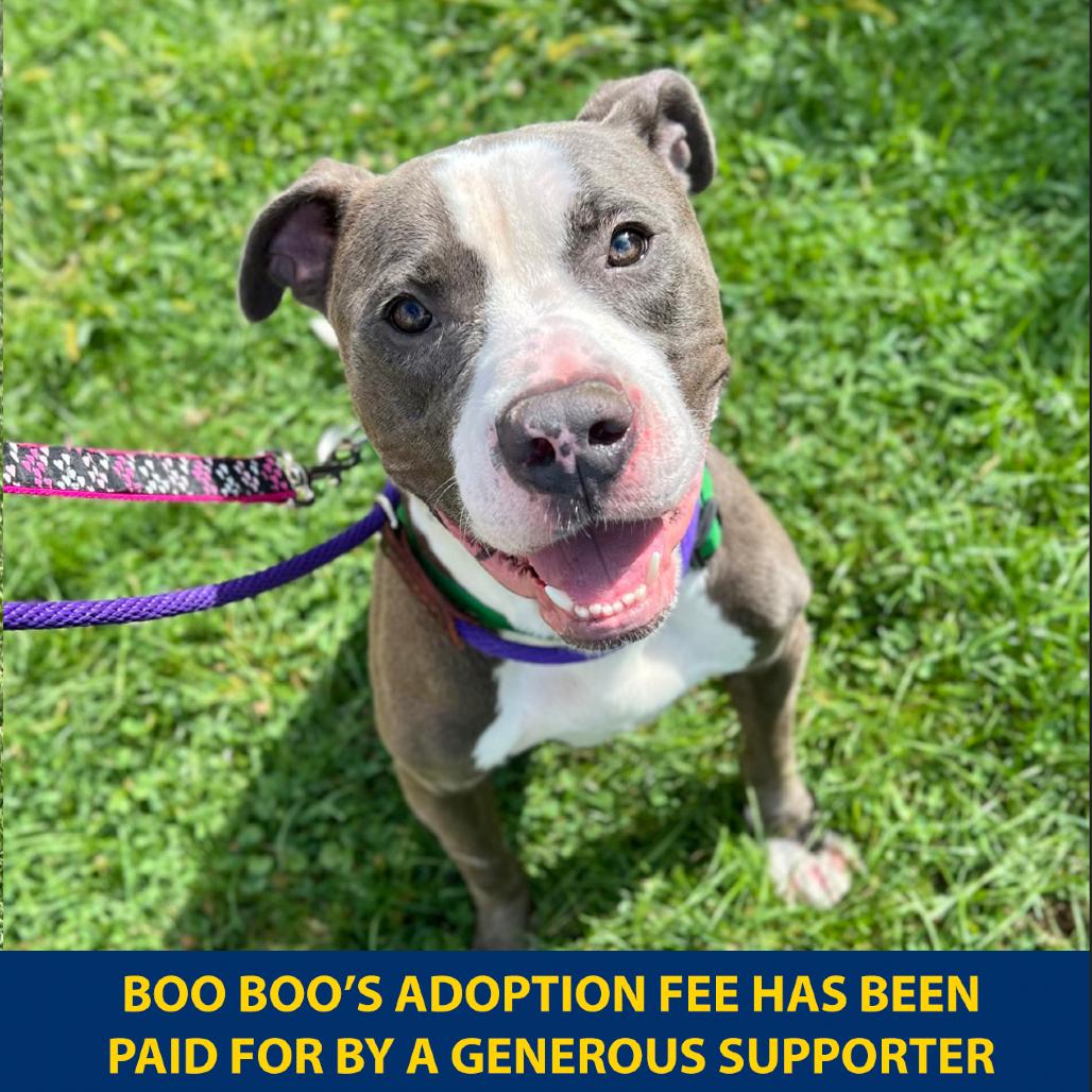 Enlarge Boo Boo, a Adoptable Mixed Breed in Westhampton, NY image 5/6