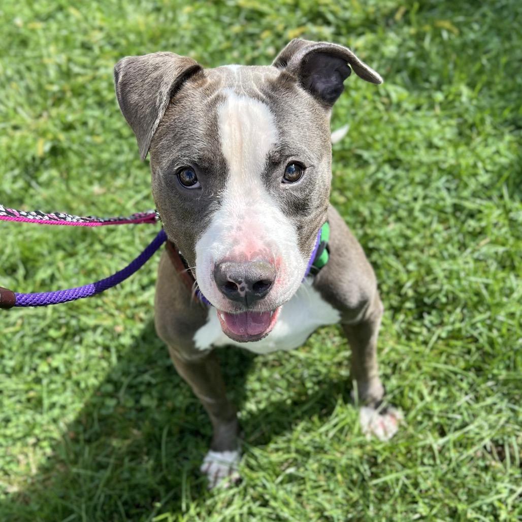 Enlarge Boo Boo, a Adoptable Mixed Breed in Westhampton, NY image 6/6