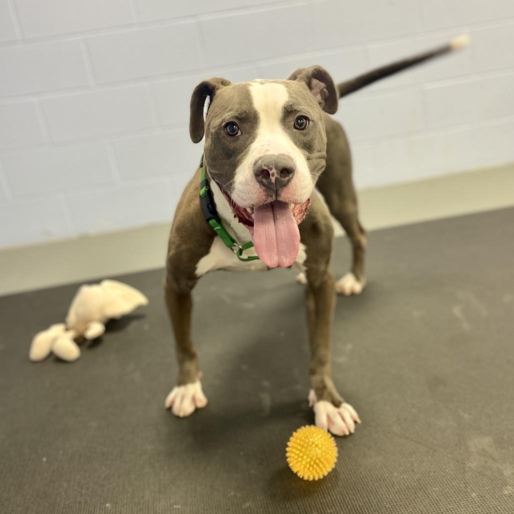 Enlarge Boo Boo, a Adoptable Mixed Breed in Westhampton, NY image 5/6