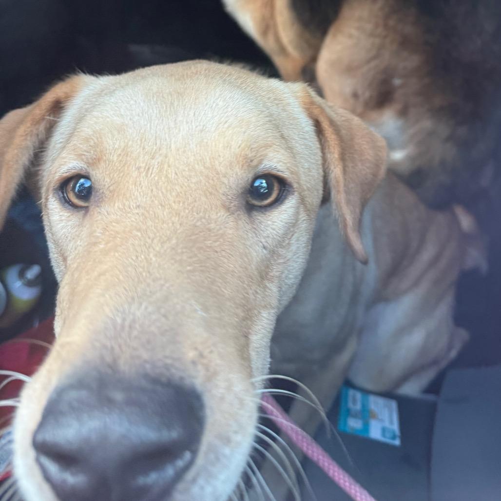 Enlarge Henry, a Adoptable Yellow Labrador Retriever in Portland, TX image 1/3