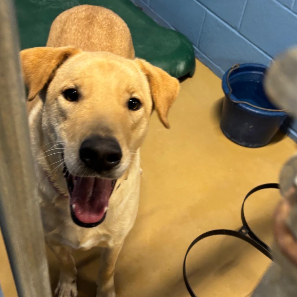 Enlarge Henry, a Adoptable Yellow Labrador Retriever in Portland, TX image 2/3
