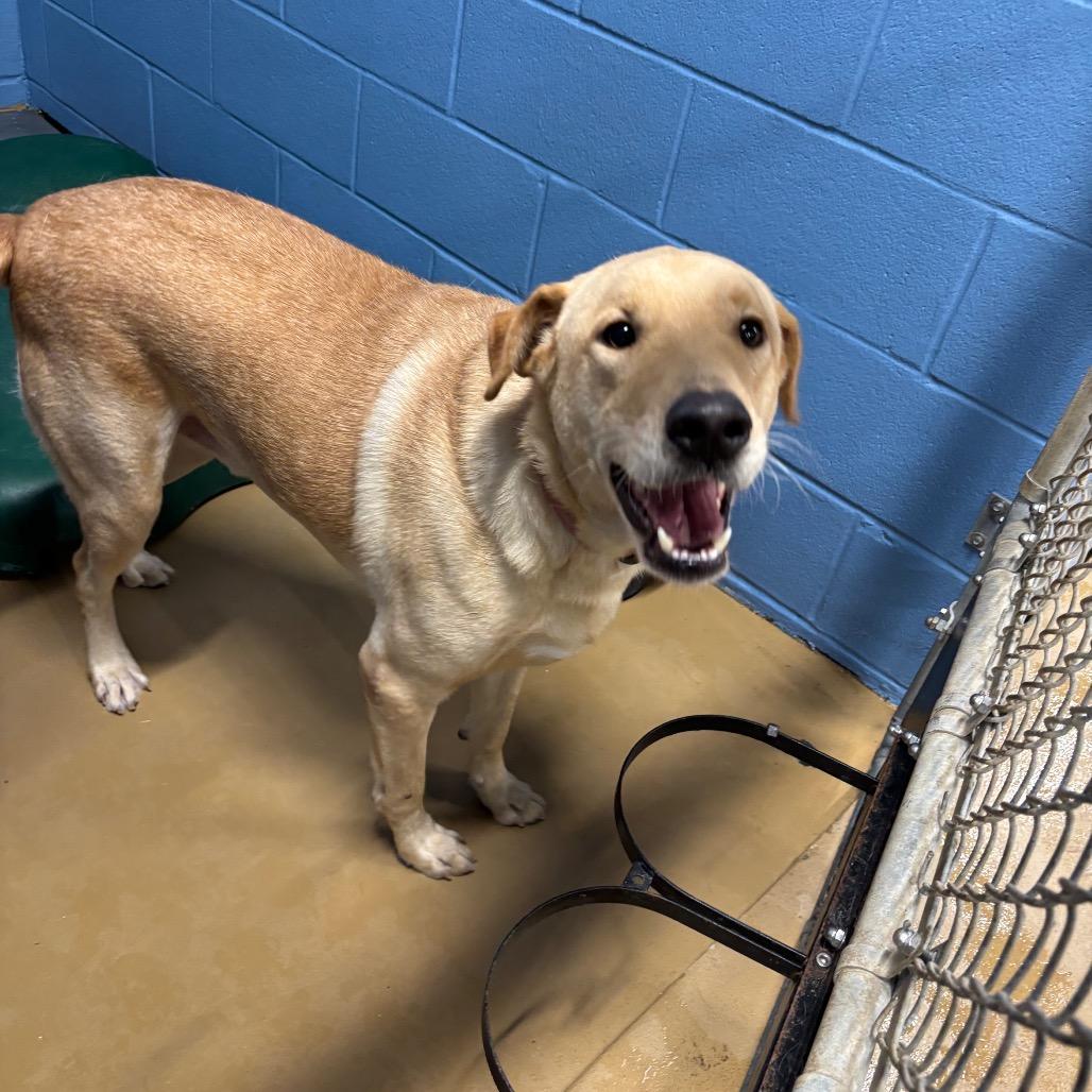 Enlarge Henry, a Adoptable Yellow Labrador Retriever in Portland, TX image 3/3