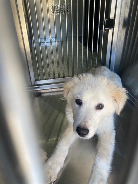 PEACH — thumbnail 2