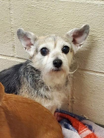 Enlarge Daisy (7040), a Adoptable Chihuahua in Lake City, MI image 1/1
