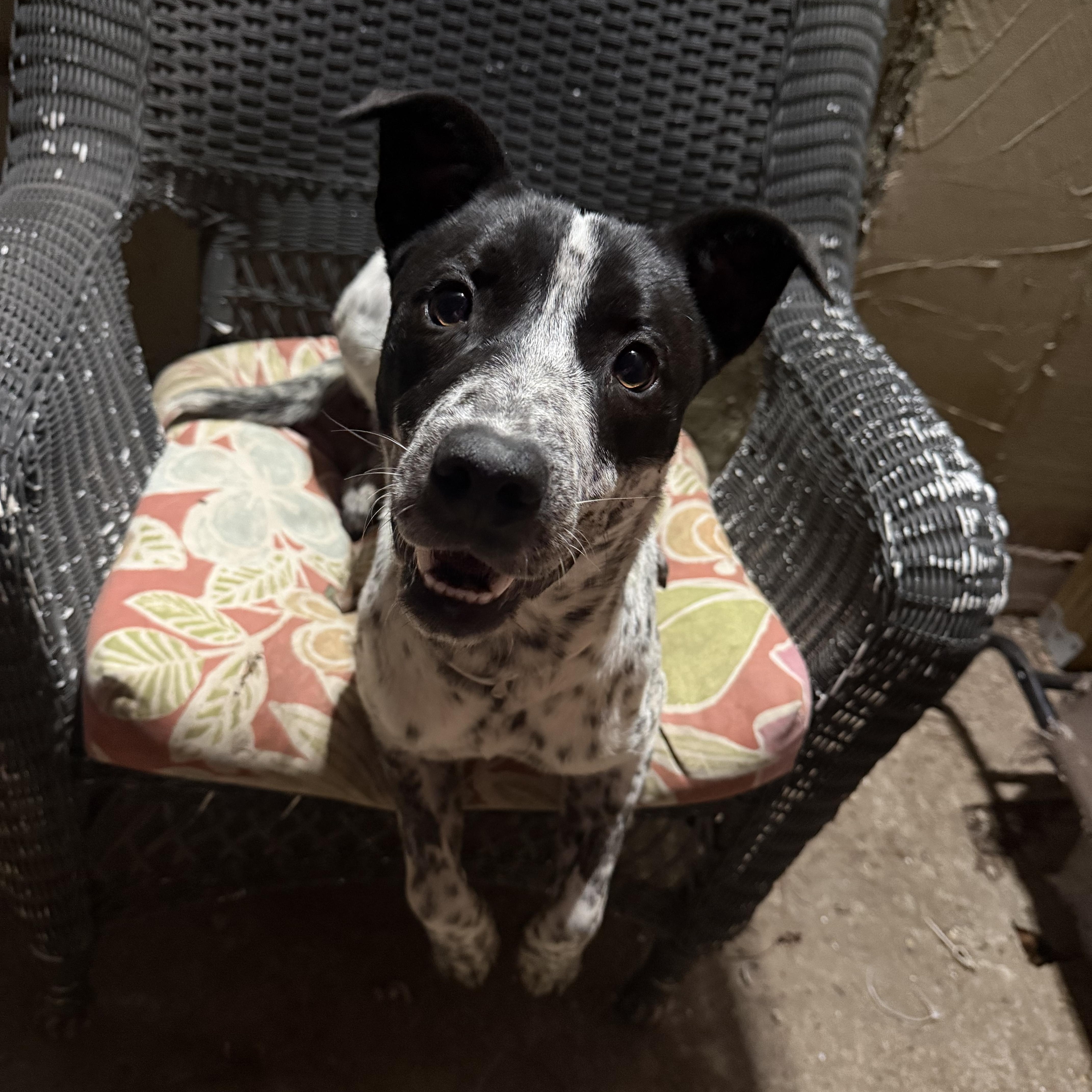 Sabrina, an adoptable mixed breed in Spring, TX image 2/6