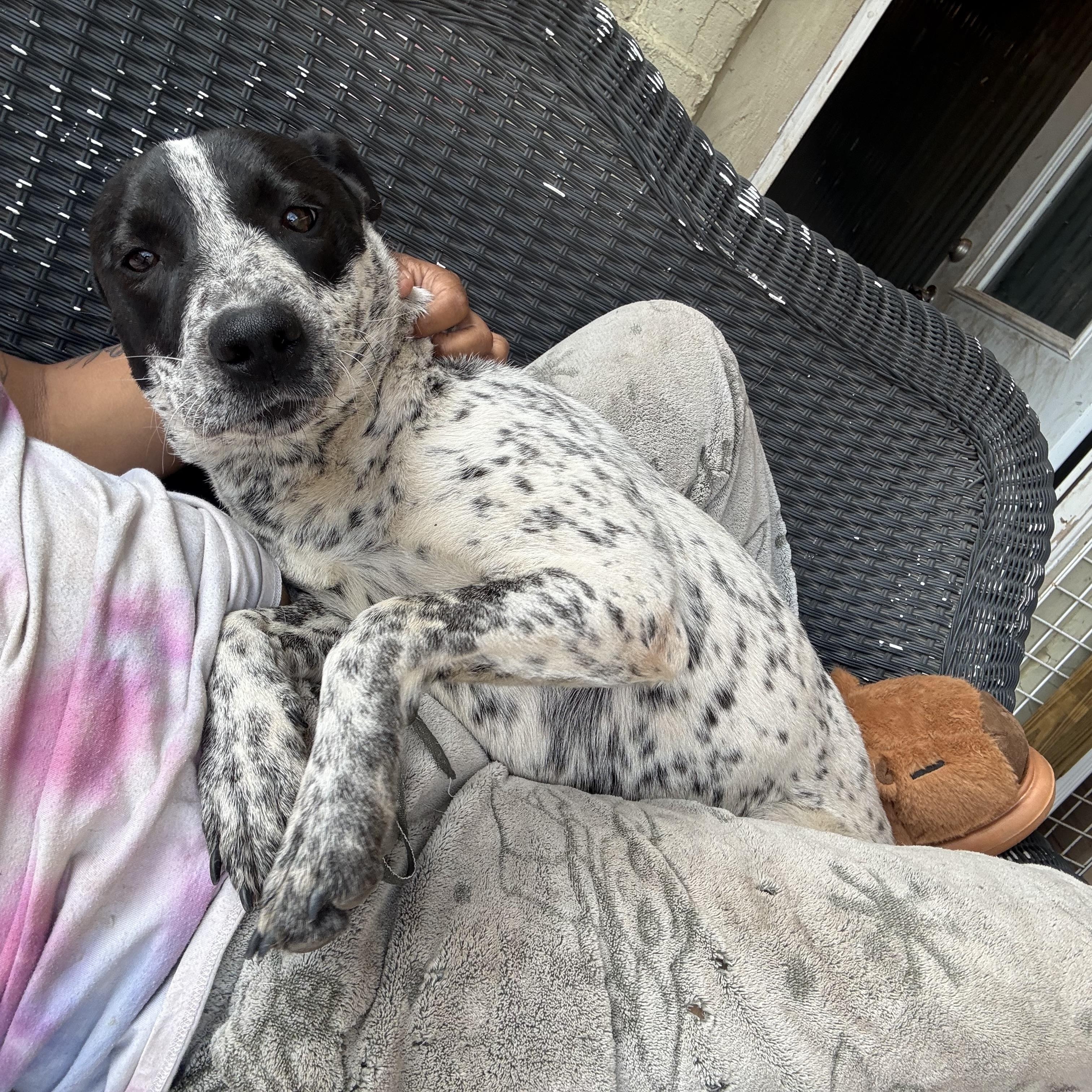 Sabrina, an adoptable mixed breed in Spring, TX image 3/6