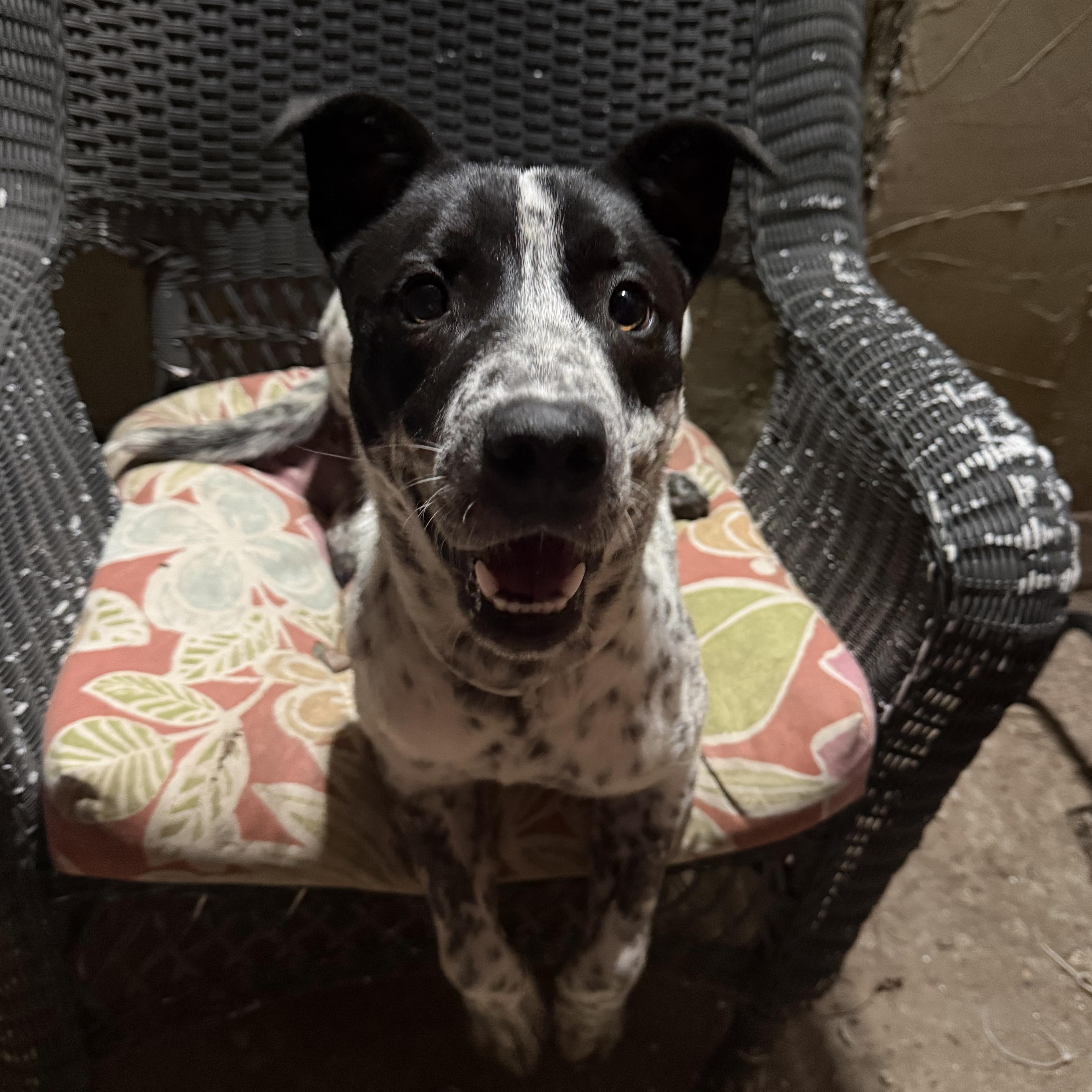 Sabrina, an adoptable mixed breed in Spring, TX image 4/6