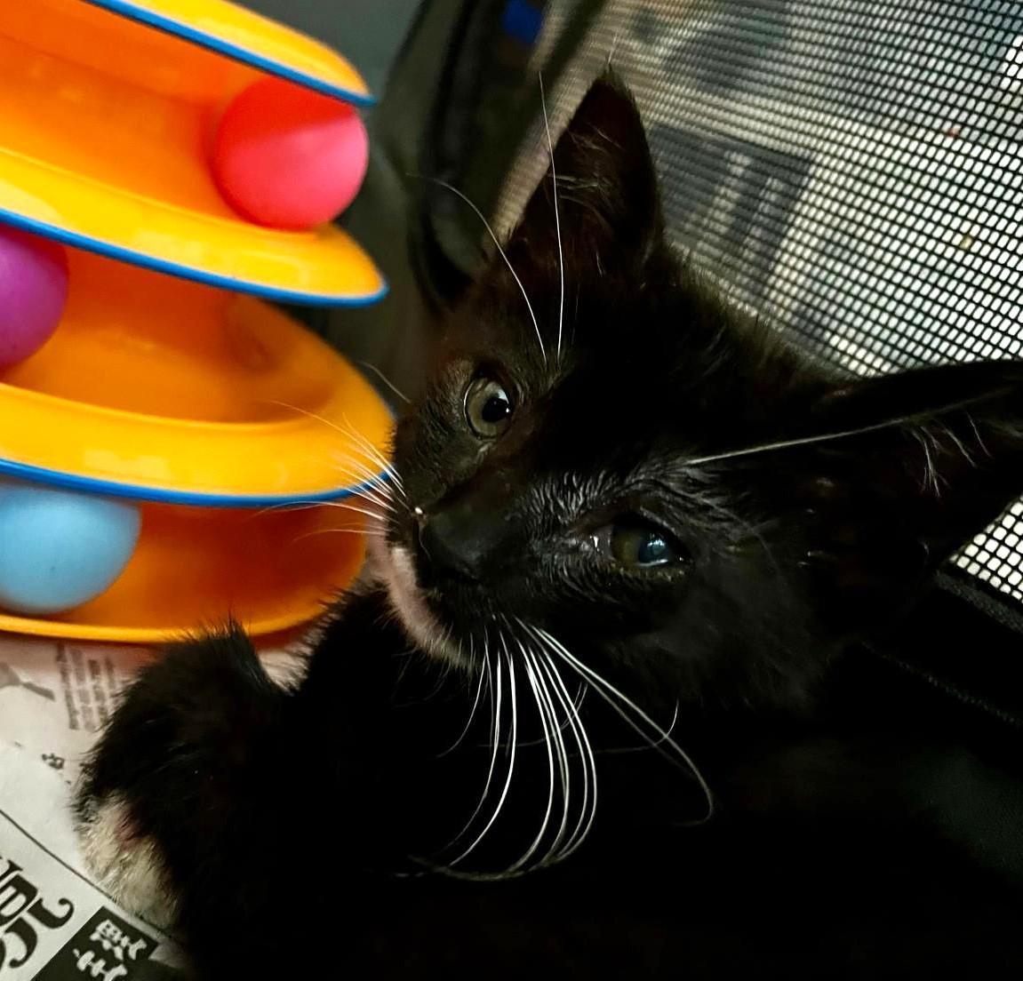 Gemma Domestic Short Hair Cat