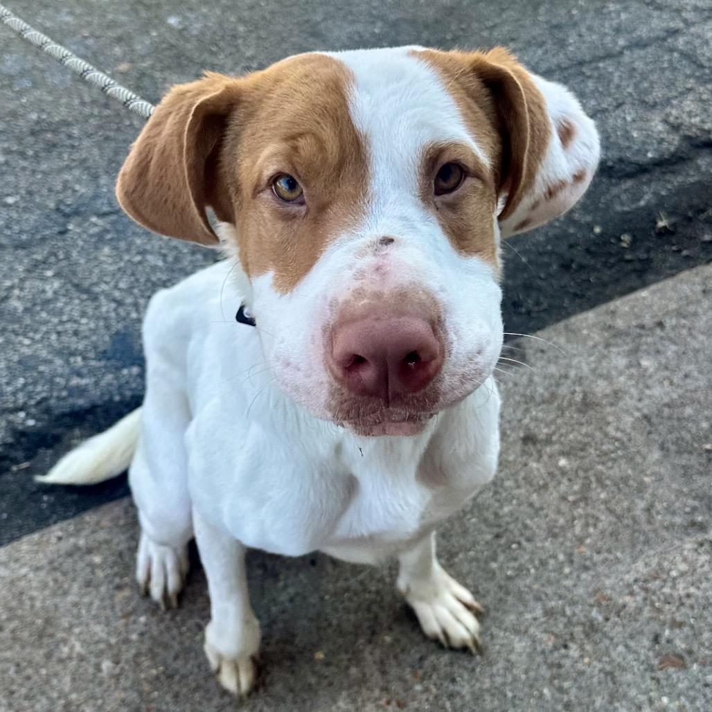 Mothra K20, Adoptable, Adult Female Pit Bull Terrier & Shar-Pei.
