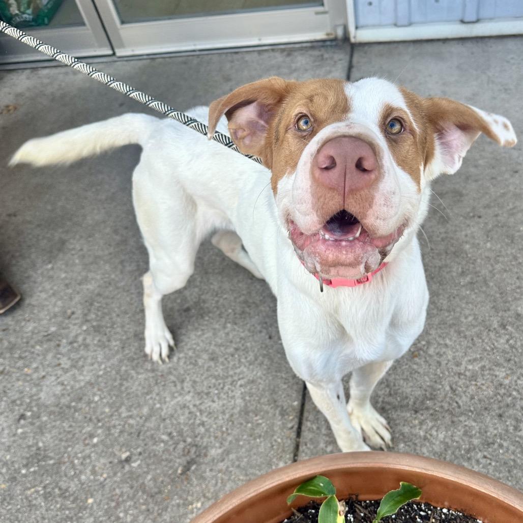 Enlarge Mothra K20, a Adoptable mixed breed in Union, MO image 2/5