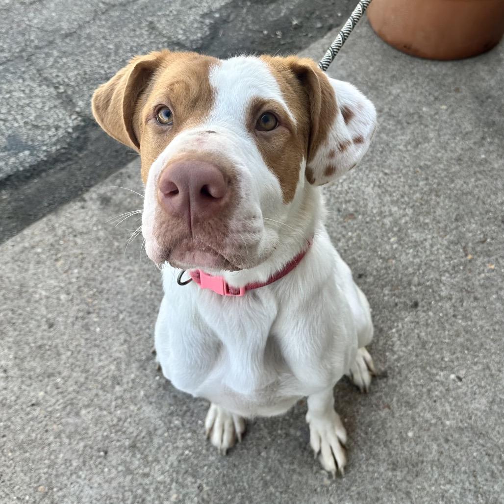 Enlarge Mothra K20, a Adoptable mixed breed in Union, MO image 3/5