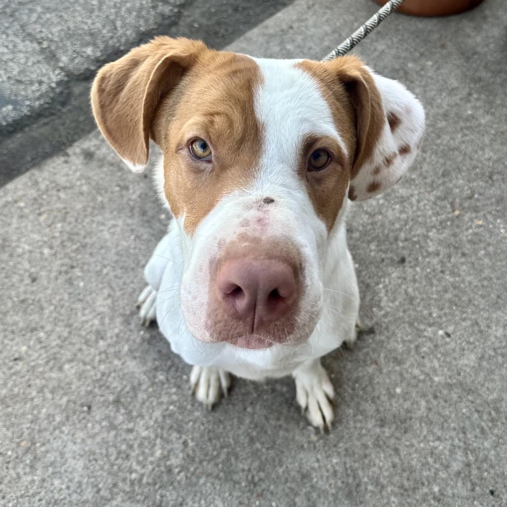 Enlarge Mothra K20, a Adoptable mixed breed in Union, MO image 4/5