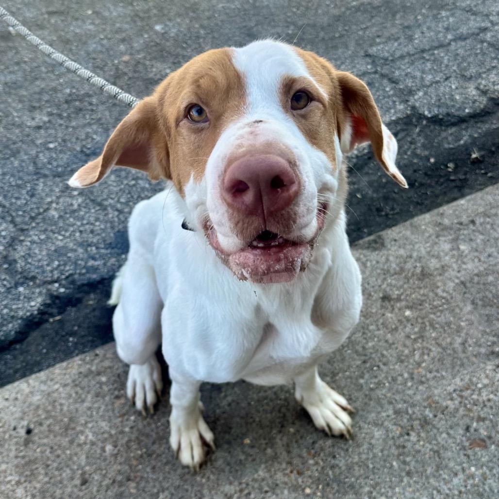 Enlarge Mothra K20, a Adoptable mixed breed in Union, MO image 5/5