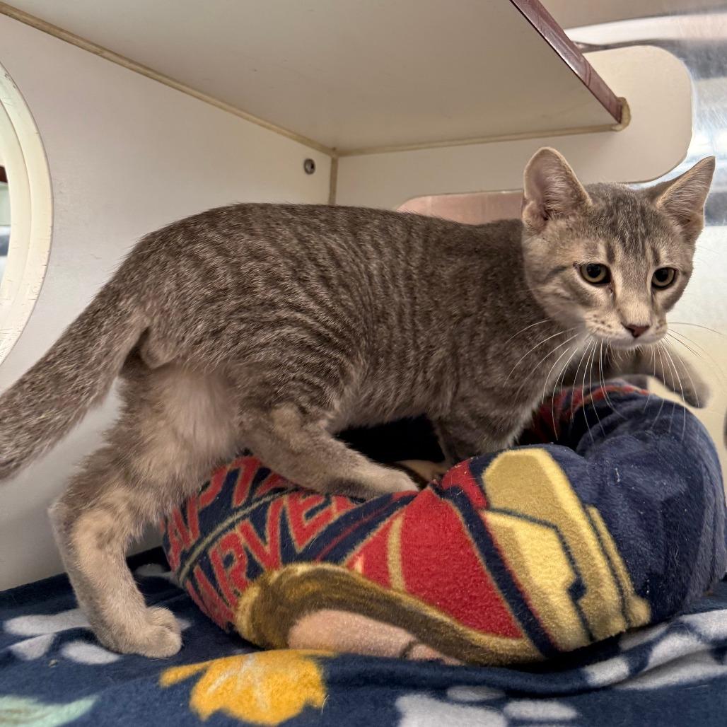 Squirtle, Adoptable, Kitten Male Domestic Short Hair.