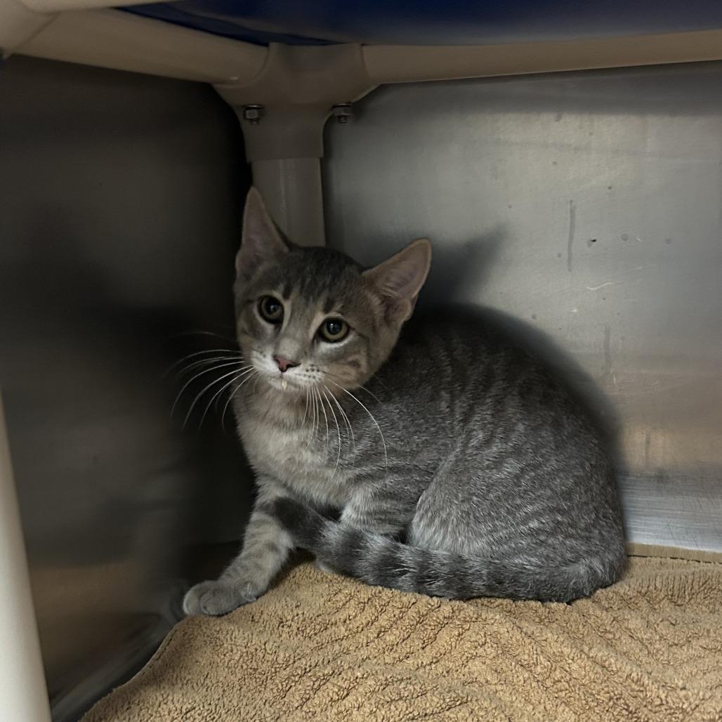 Enlarge Squirtle, a Adoptable Domestic Short Hair in Cheyenne, WY image 2/6