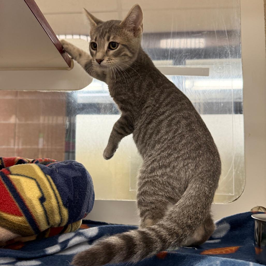 Enlarge Squirtle, a Adoptable Domestic Short Hair in Cheyenne, WY image 3/6