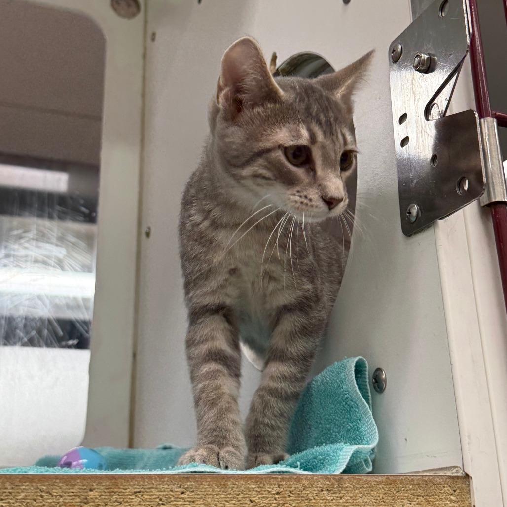 Enlarge Squirtle, a Adoptable Domestic Short Hair in Cheyenne, WY image 4/6