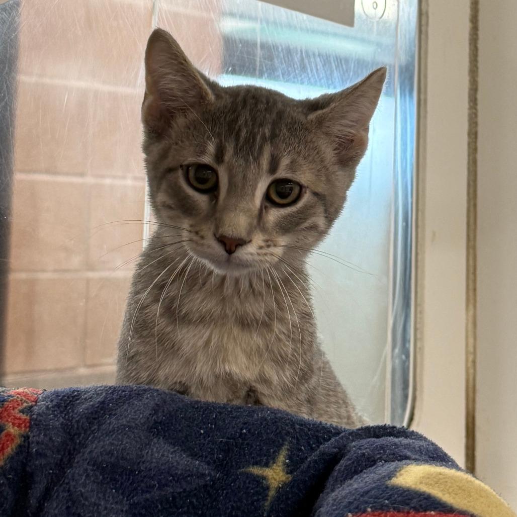 Enlarge Squirtle, a Adoptable Domestic Short Hair in Cheyenne, WY image 5/6