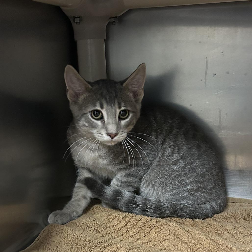 Enlarge Squirtle, a Adoptable Domestic Short Hair in Cheyenne, WY image 6/6