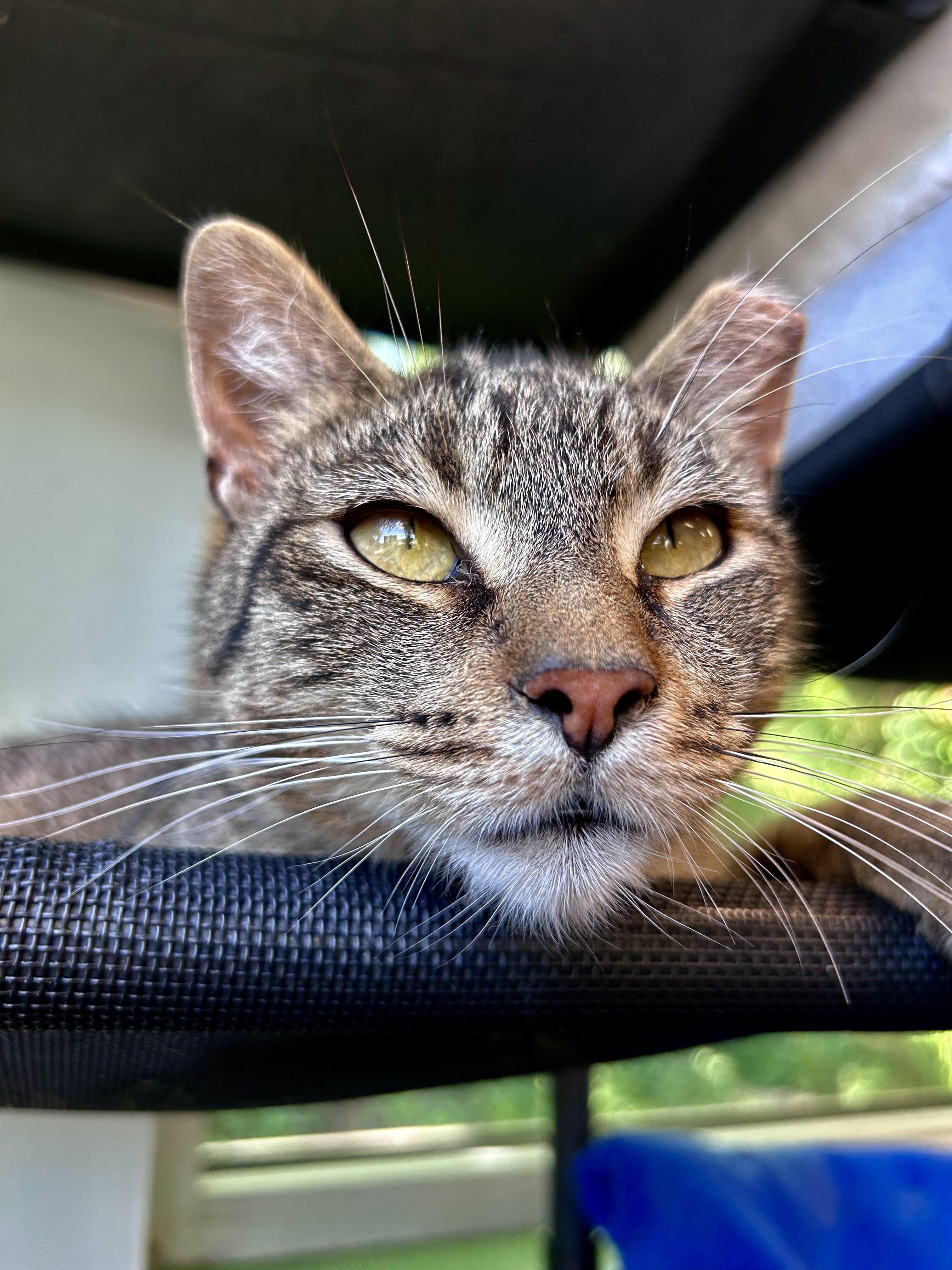 Enlarge Krypton and Beryllium, an adoptable Tabby in Grand Rapids, MI image 5/6