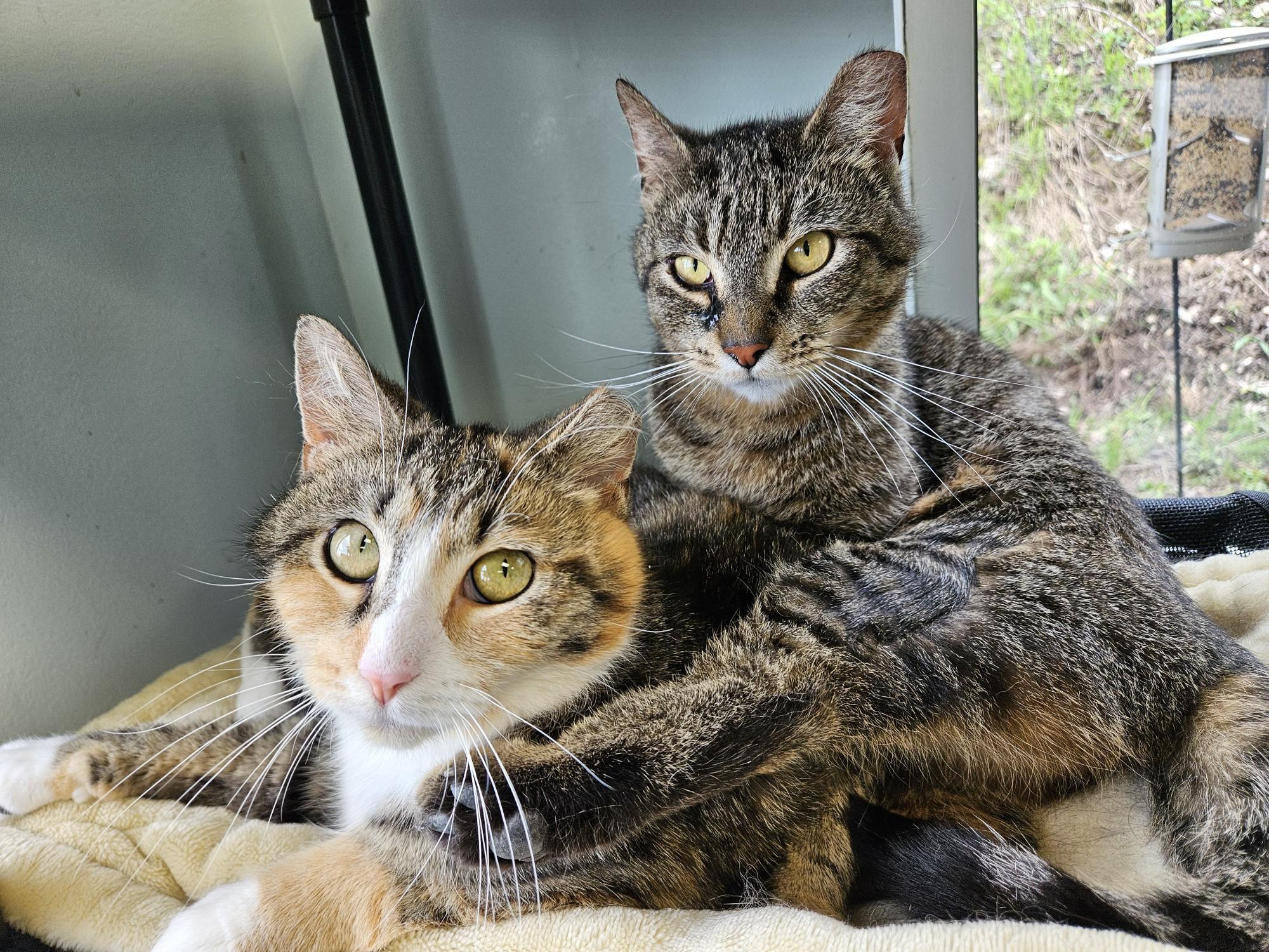 Enlarge Krypton and Beryllium, an adoptable Tabby in Grand Rapids, MI image 1/6