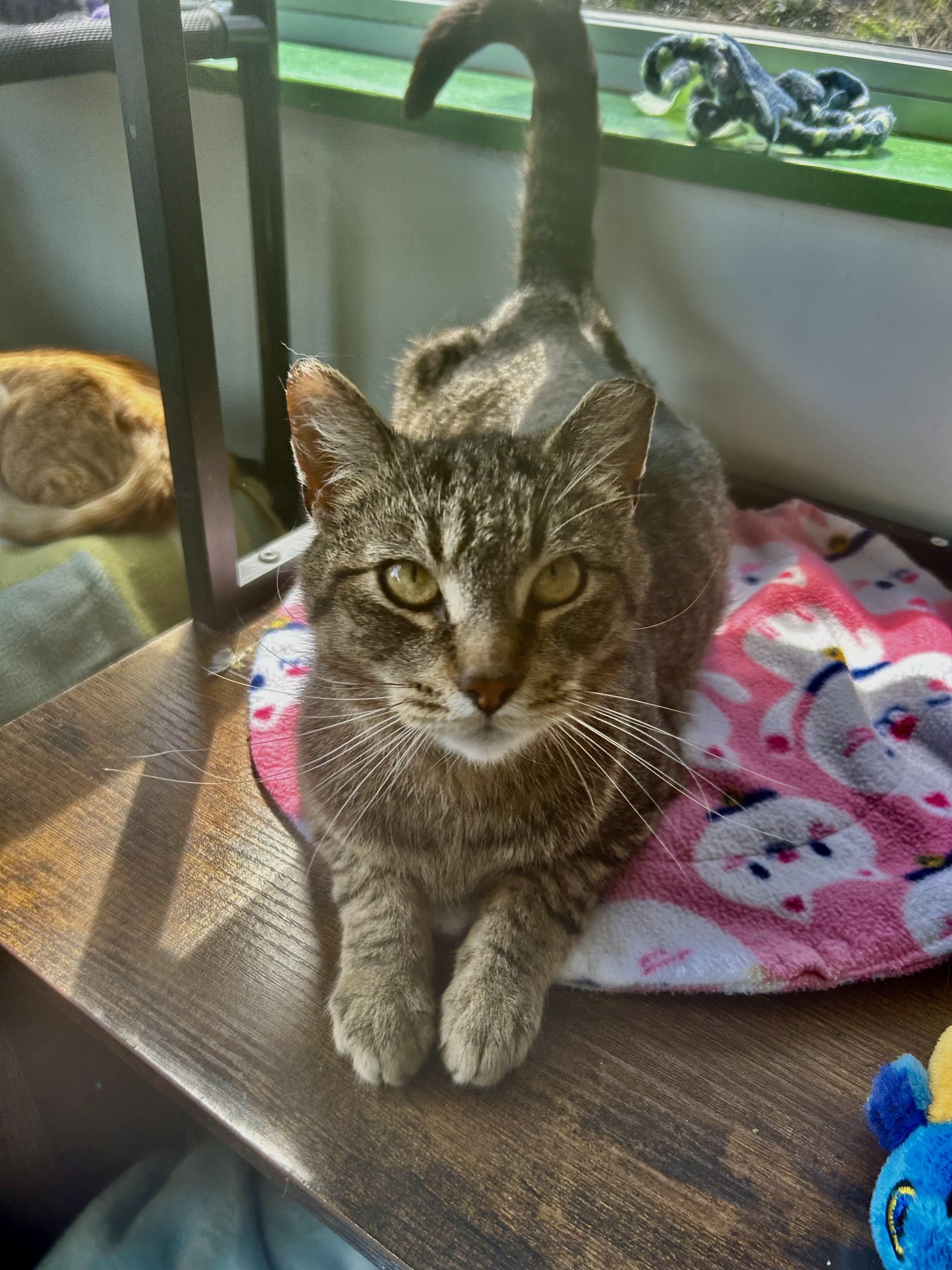 Enlarge Krypton and Beryllium, an adoptable Tabby in Grand Rapids, MI image 2/6