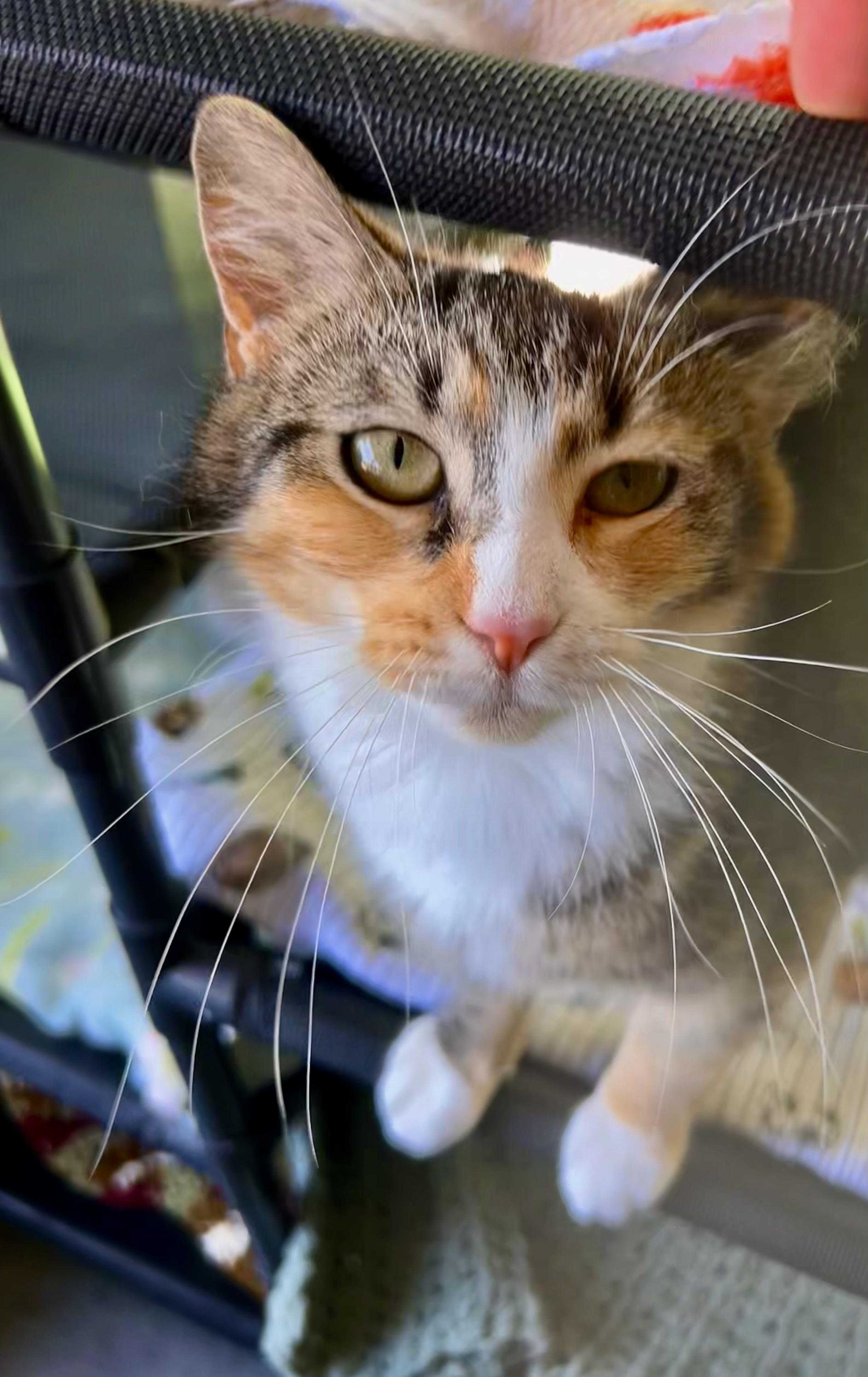 Enlarge Krypton and Beryllium, an adoptable Tabby in Grand Rapids, MI image 2/6