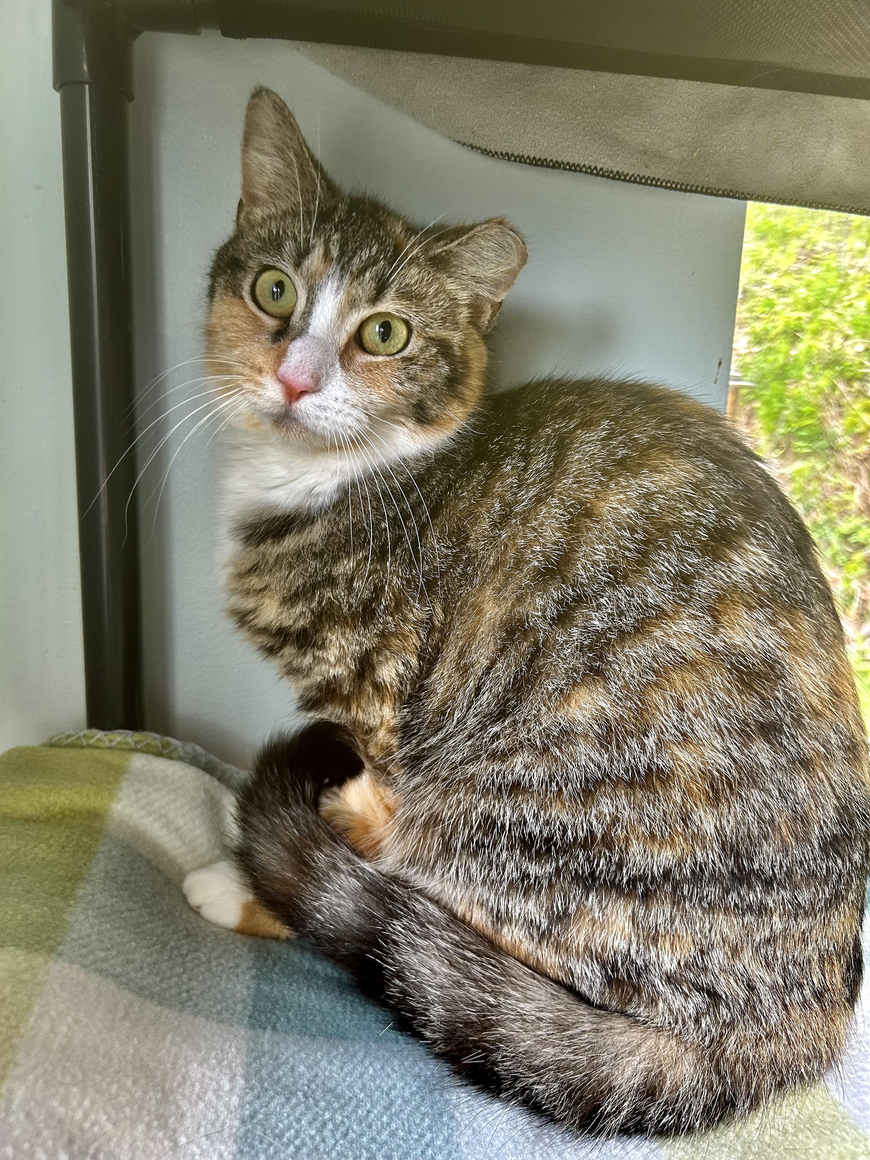 Enlarge Krypton and Beryllium, an adoptable Tabby in Grand Rapids, MI image 4/6
