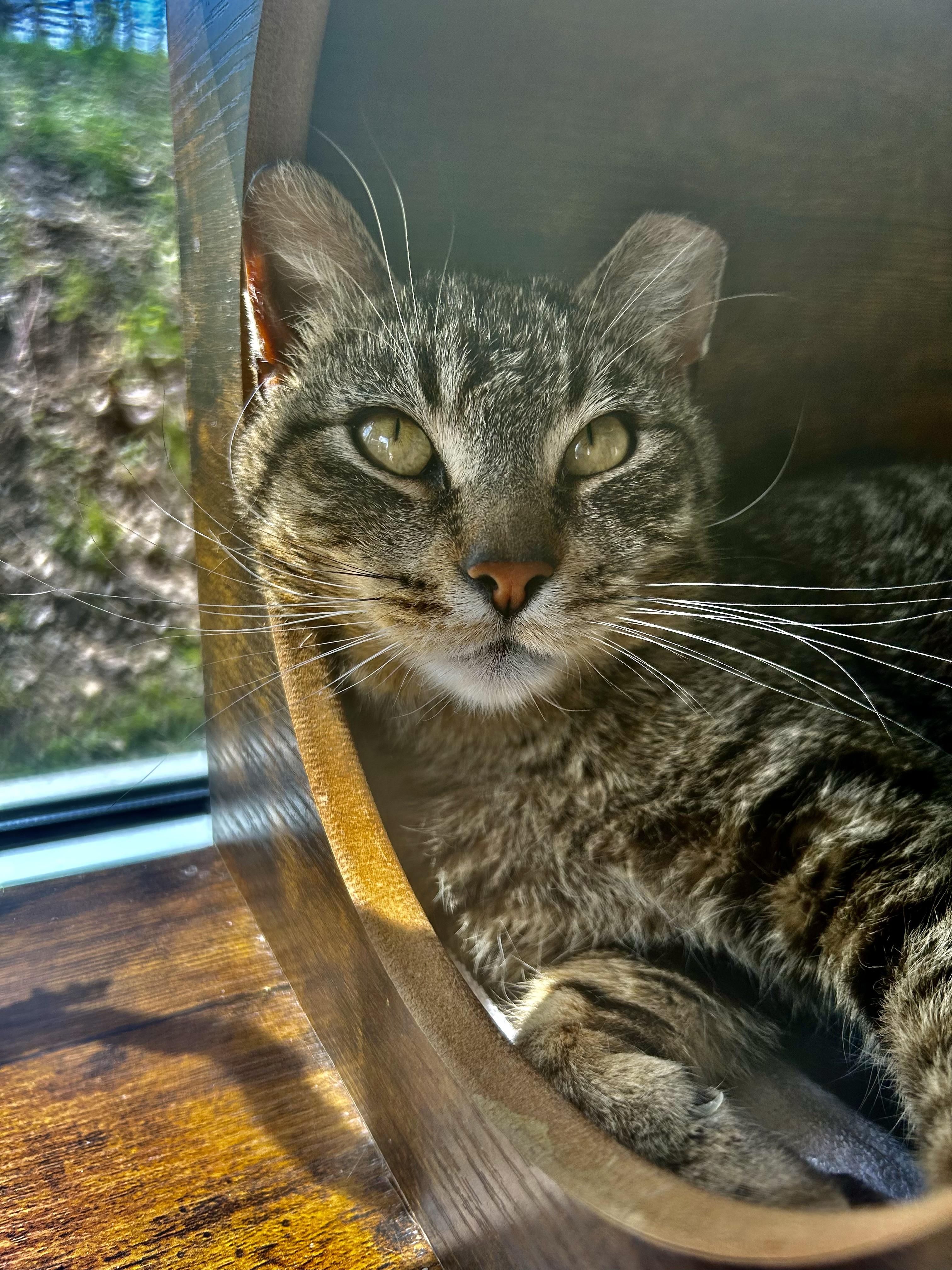 Enlarge Krypton and Beryllium, an adoptable Tabby in Grand Rapids, MI image 3/6