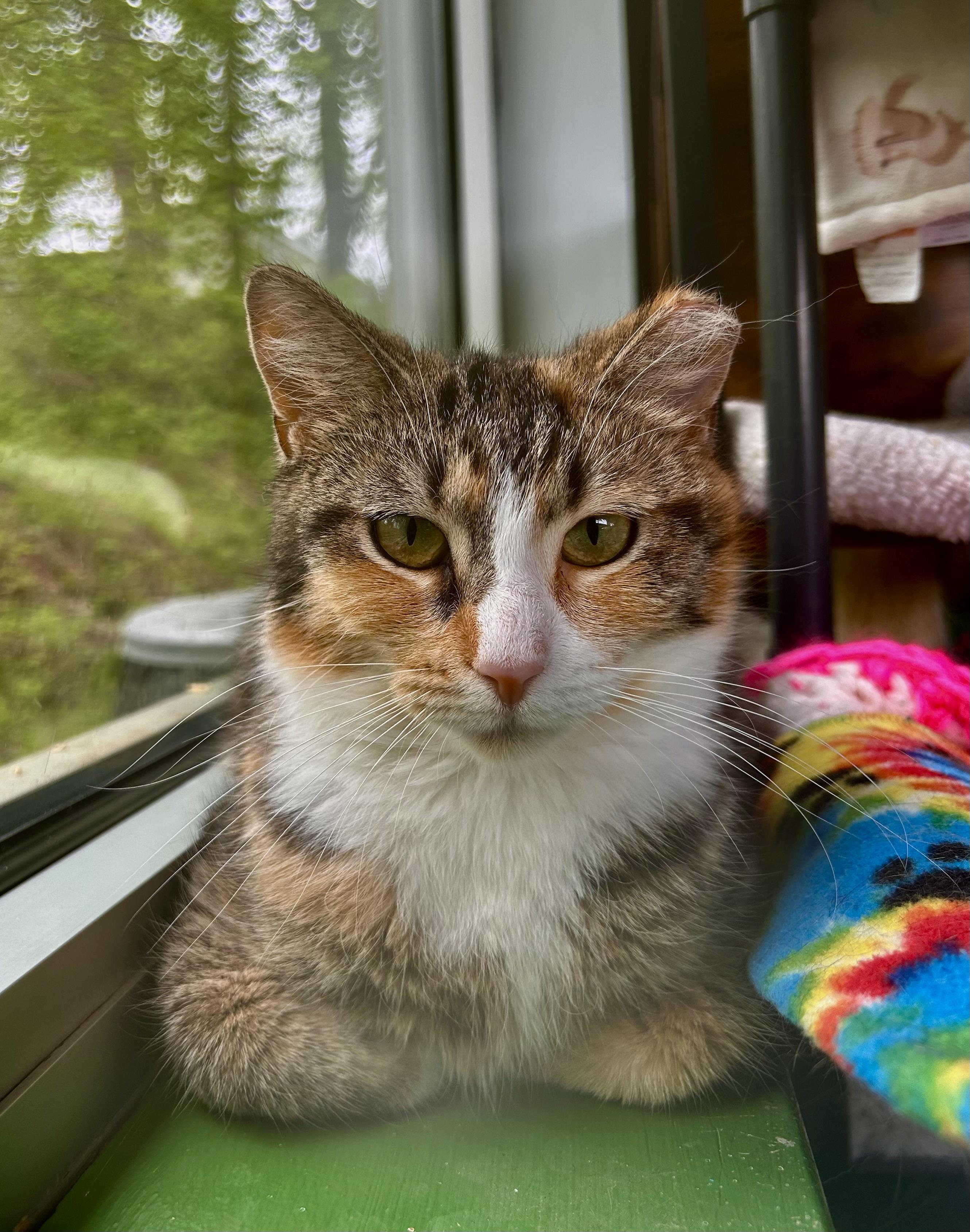 Enlarge Krypton and Beryllium, an adoptable Tabby in Grand Rapids, MI image 3/6