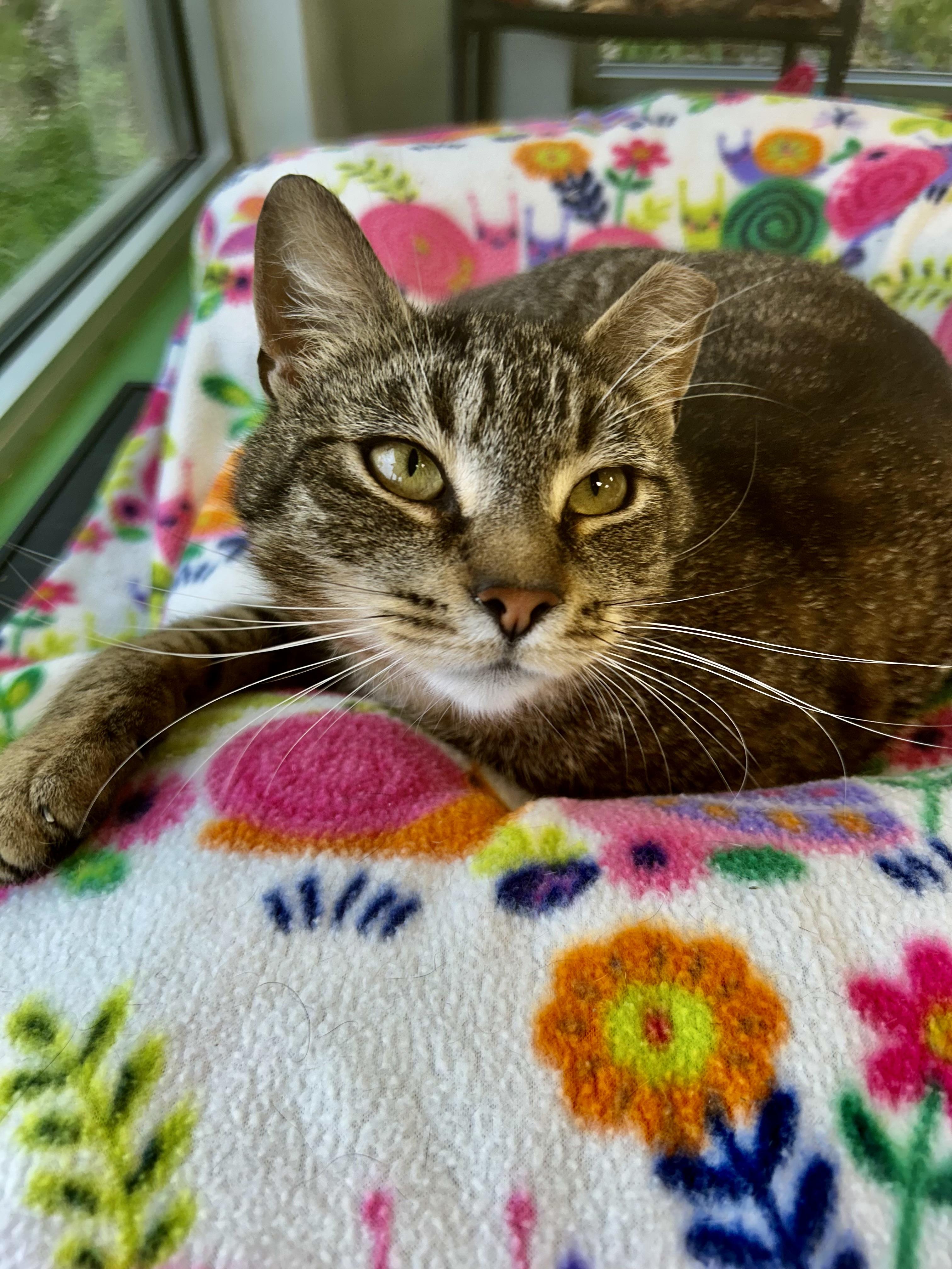 Enlarge Krypton and Beryllium, an adoptable Tabby in Grand Rapids, MI image 4/6