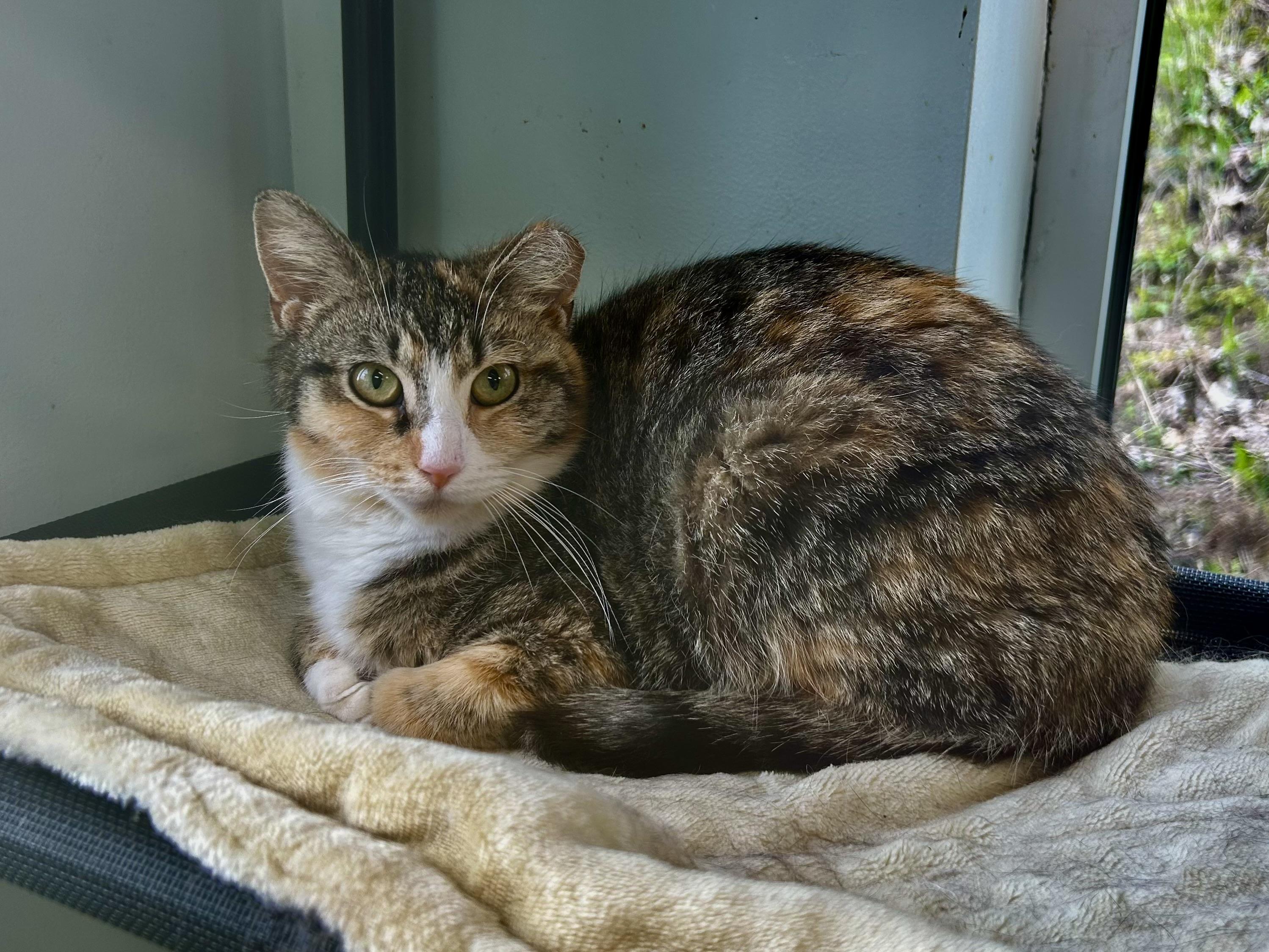 Enlarge Krypton and Beryllium, an adoptable Tabby in Grand Rapids, MI image 5/6