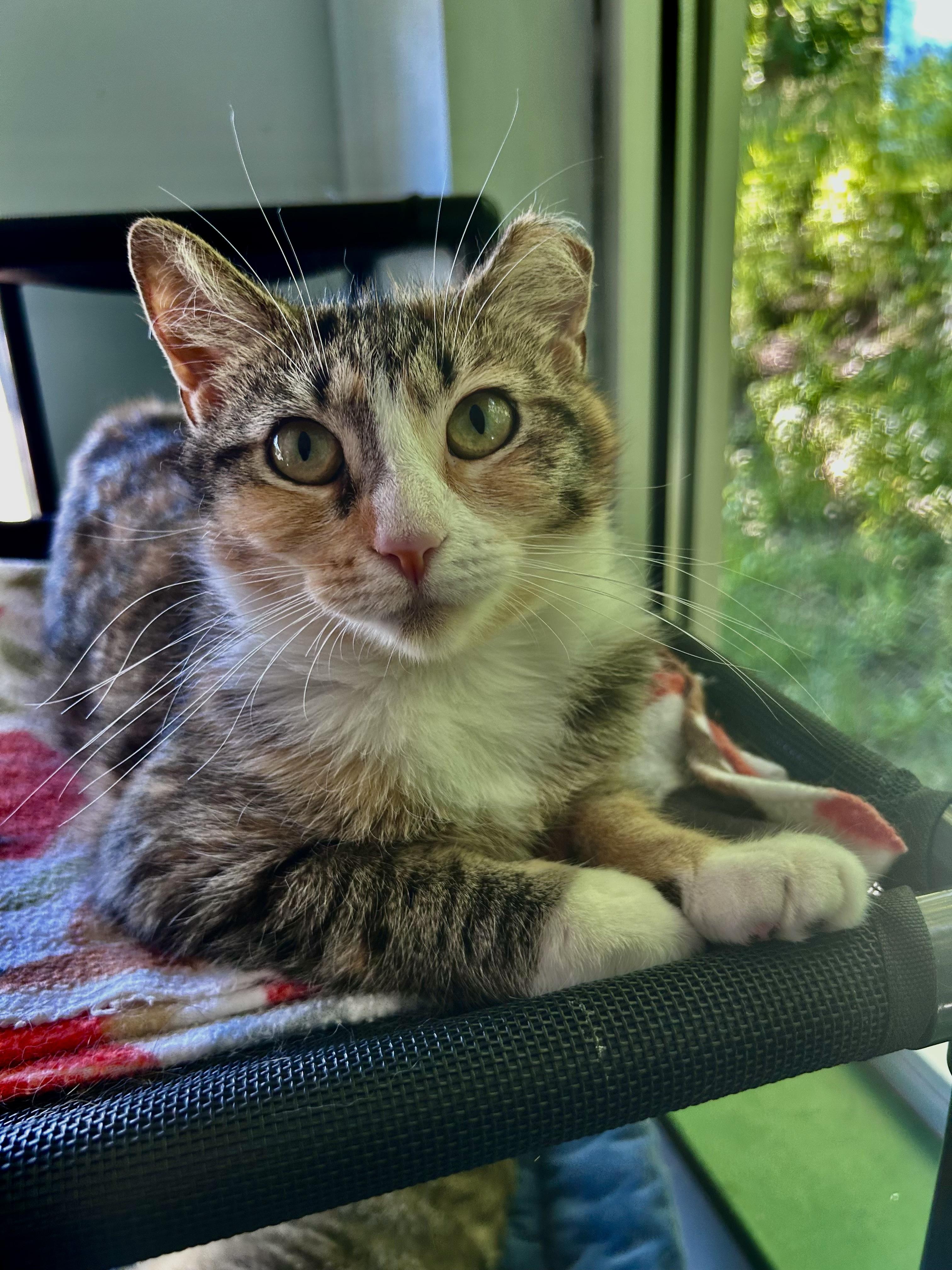 Enlarge Krypton and Beryllium, an adoptable Tabby in Grand Rapids, MI image 3/6