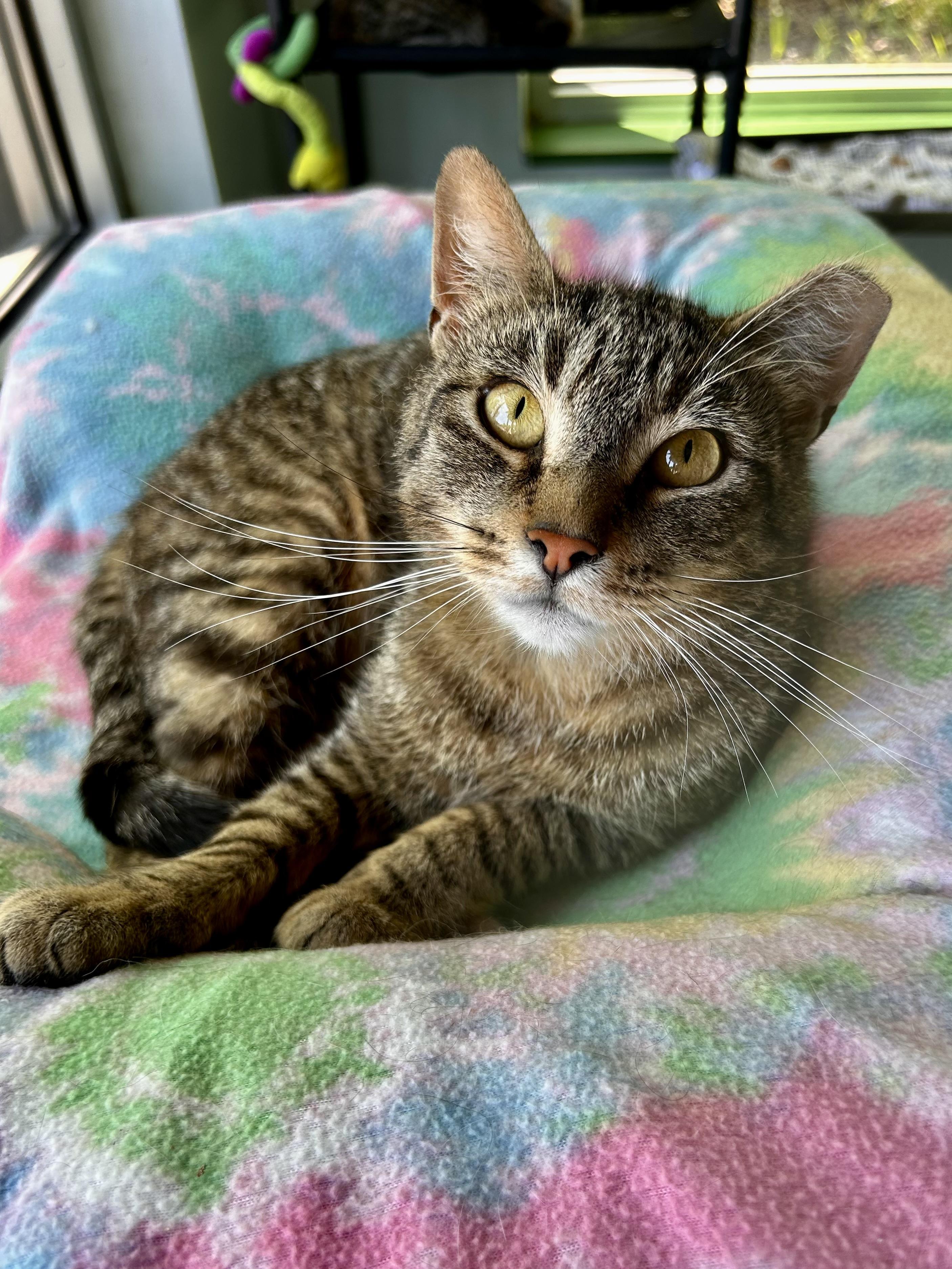 Enlarge Krypton and Beryllium, an adoptable Tabby in Grand Rapids, MI image 5/6