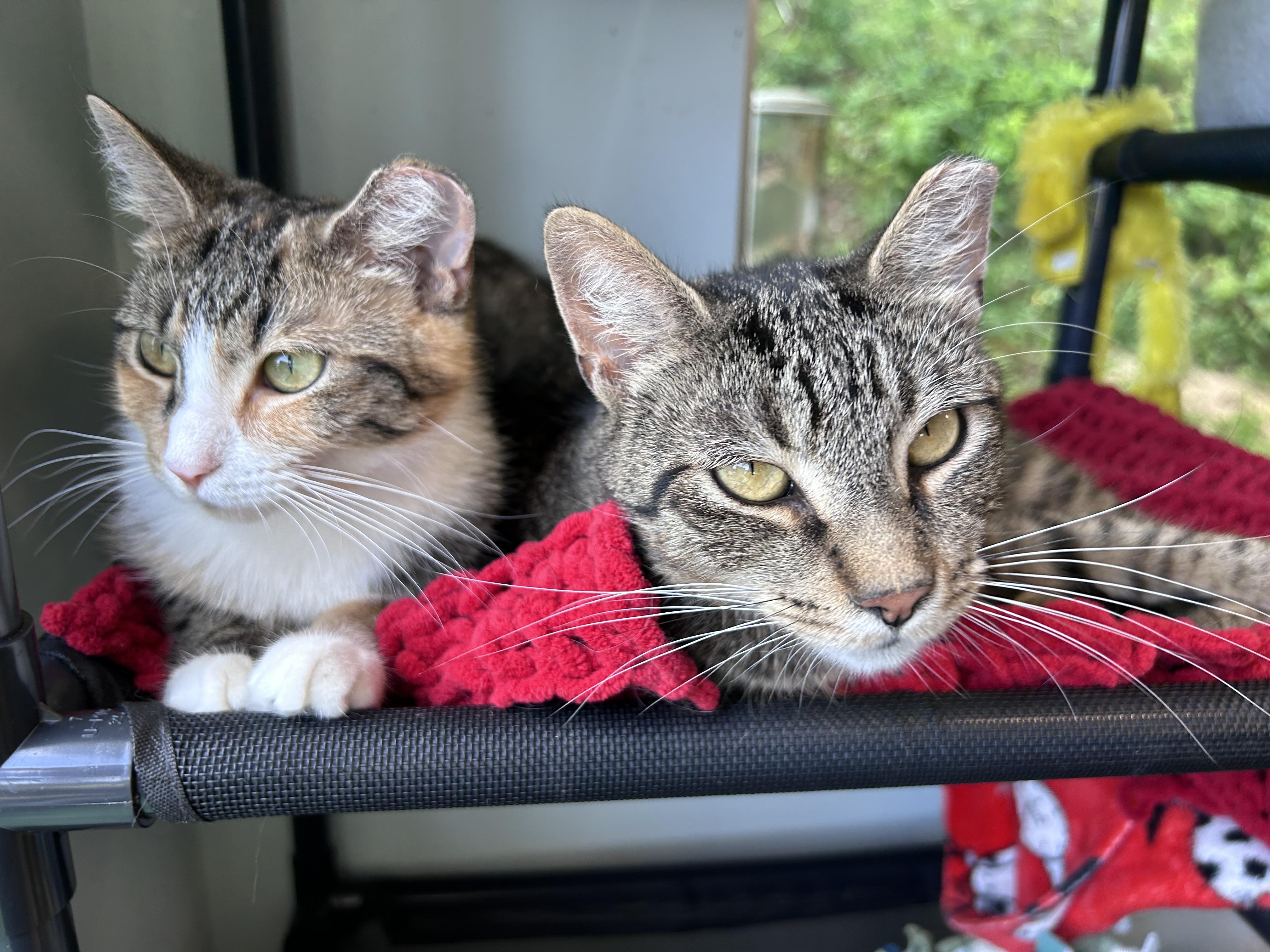 Krypton and Beryllium, adoptable, Young Male Tabby.