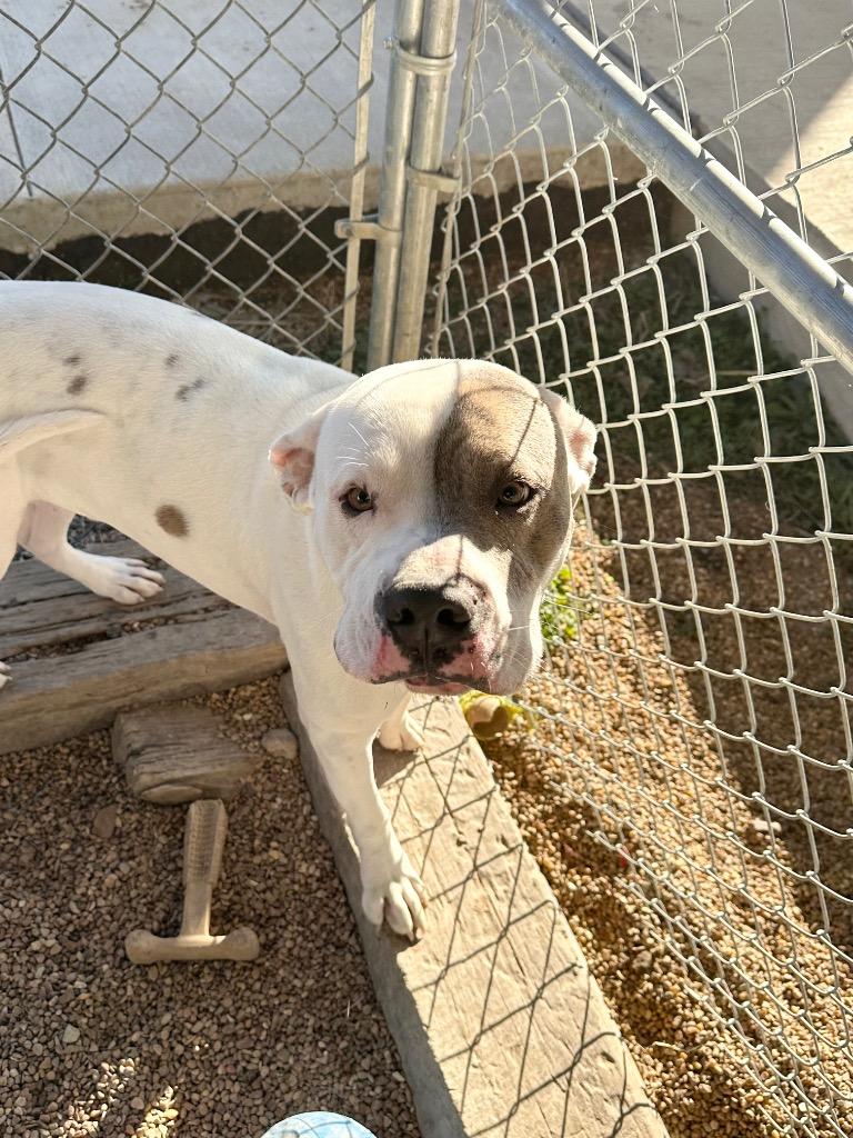 Pete, Adoptable, Young Male Pit Bull Terrier.
