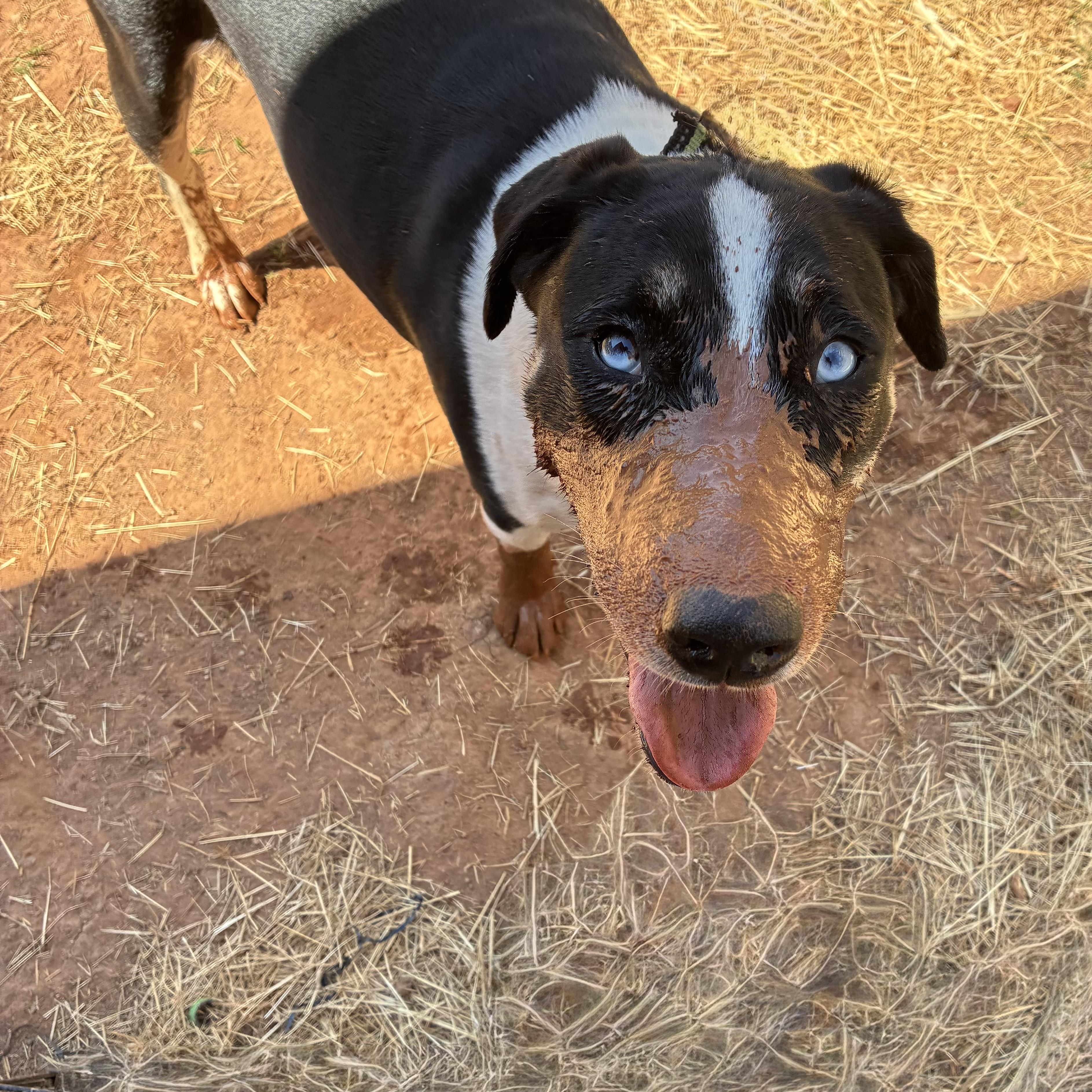 Enlarge Elizabeth, a Adoptable mixed breed in Edmond, OK image 5/6