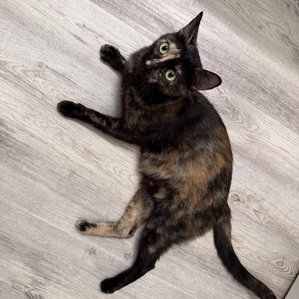 Lady Noel, Adoptable, Young Female Domestic Short Hair.