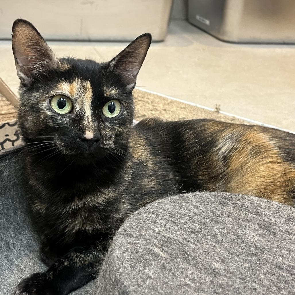 Lady Noel, a Adoptable Domestic Short Hair in Las Vegas, NV image 2/4