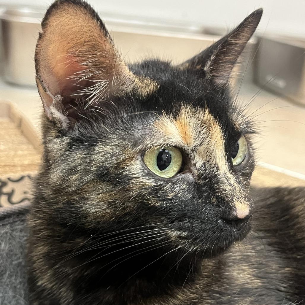 Lady Noel, a Adoptable Domestic Short Hair in Las Vegas, NV image 3/4