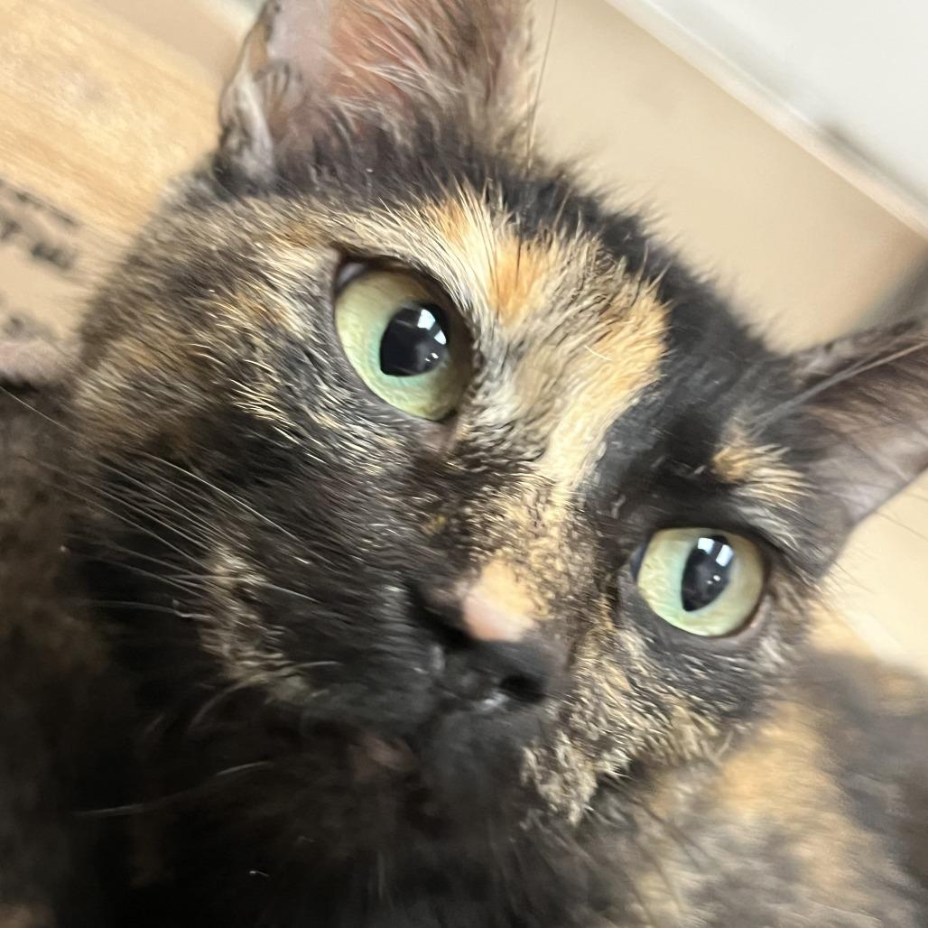 Lady Noel, a Adoptable Domestic Short Hair in Las Vegas, NV image 4/4